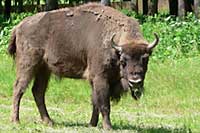 European Bison