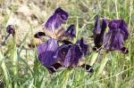 Irysy (Iris aphylla)