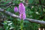 Koślaczek stożkowaty (Anacamptis pyramidalis) u nas wielka rzadkość.