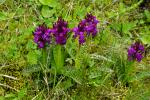 Stoplamek szrokolistny (Dactylorhiza majalis)