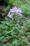 Żywiec cebulkowy (Dentaria bulbifera)