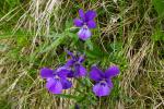 Fiołek dacki (Viola dacica?)