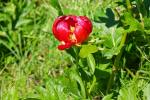 Piwonia (Paeonia peregrina)