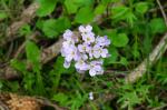 Rzeżucha łąkowa (Cardamine pratensis)