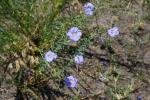 Len (Linum austriacum??) na wydmie.