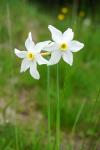 Narcyz (Narcissus poeticus)