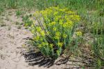 Wilczomlecz (Euphorbia seguieriana?, liczne podgatunki)