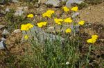 Krwawnik (Achillea coarctata), ten gatunek krwawnika u nas nie rośni.