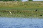 Czapla modronosa i ibis kasztanowaty.