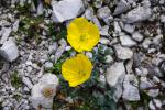 Maki alpejskie (Papaver rhaeticum) chętnie rośnie na piargach.