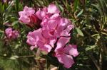 Oleander