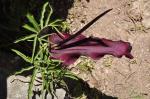 Dracunculus vulgaris