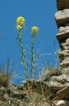 Pszonak (Erysimum sp. odoratum?)