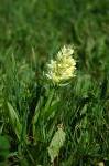 Prawdopodobnie stoplamek krwisty, podgatunek żółty (Dactylorhiza incarnata ssp. ochroleuca)