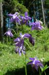 Orlik pospolity (Aquilegia vulgaris)