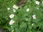 Rutewnik jaskrowaty (Calianthemum coriandrifolium)