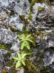 Tłustosz alpejski (Pinguicula alpina)