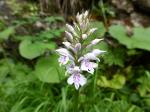 Kukułka Fuchsa (Dactylorhiza fuchsii)