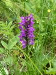 Kukułka szerokolistna (Dactylorhiza majalis)