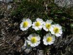 Jaskier alpejski (Ranunculus alpestris).