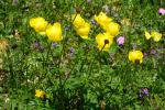 Pełnik europejski, Trollius europaeus