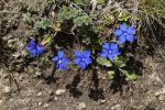 Goryczka wiosenna (Gentiana verna)