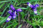 Irys trawolistny, podgatunek sintenissi (Iris graminea ssp. sintenisii)