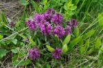 Gnidosz okółkowy (Pedicularis verticillata)