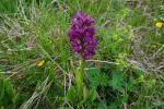 Stoplamek bzowy (Dactylorhiza sambucina)