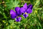 Fiołek dacki  (Viola dacica)