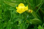 Pełnik europejski (Trollius europaeus)