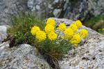 Smagliczka pagórkowa (Alyssum montanum), pewnie jakiś podgatunek