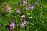 Dzwonek rozpierzchły (Campanula patula)