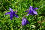 Orlik pospolity (Aquilegia vulgaris)