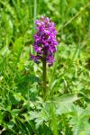 Storczyk z rodzaju stoplamek (Dactylorhiza majalis)