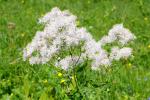 Rutewka orlikolistna (Thalictrum aquilegifolium)