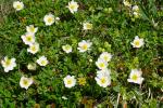 Dębik ośmiopłatkowy (Dryas octopetala)