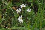 Rogownica polna, Cerastium arvense