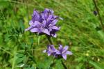 Dzwonek skupiony, Campanula glomerata