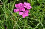 Gożdzik kartuzek, Dianthus carthusianorum