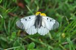 Niepylak mnemosyna, Parnassius mnemosyne