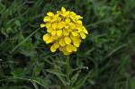 Pszonak pannoński, Erysimum odoratum