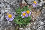 Aster alpejski, Aster alpinus