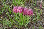 Nochten, szachownica (fritilaria)