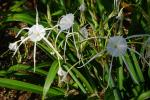 Silnie trująca błonczatka nadbrzeżna, Hymenocallis littoralis, ogród botaniczny