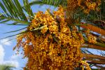 Owocostan daktylowca Phoenix canariensis