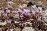 Cyklameny, prawdopodobnie Cyclamen graecum