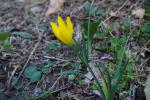 Sternbergia lutea