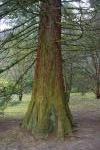 Mamutowiec olbrzymi Sequoiadendron giganteum, wiek ok. 40 lat.