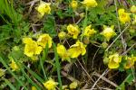 Pięciornik piaskowy, Potentilla arenaria